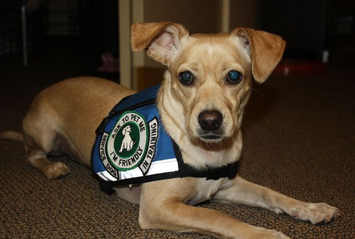 PTSD Support