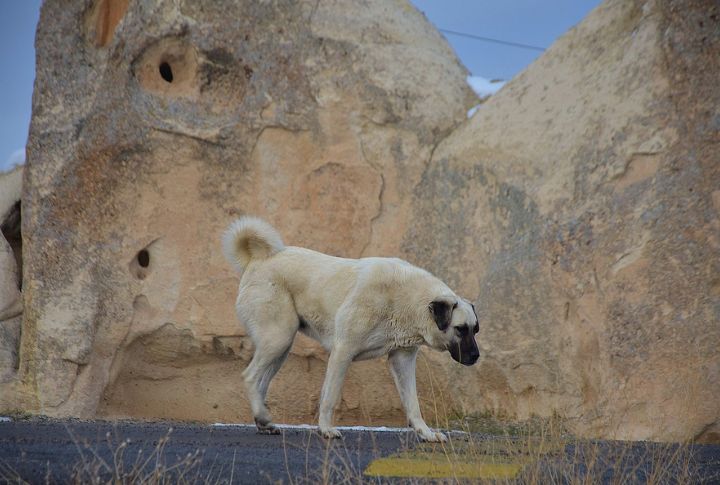 Kangal