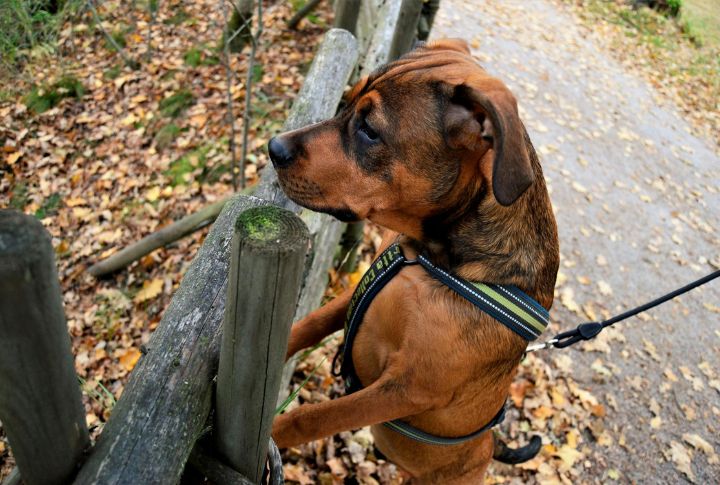 Your Dog’s Mood Is A Giveaway