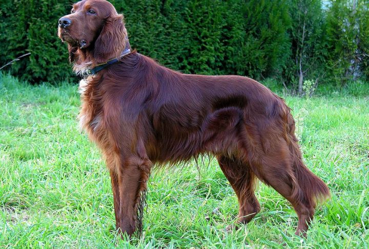 Irish Setter