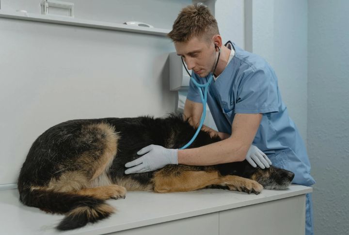 Heartworm