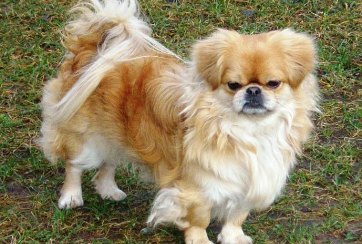 Pekingese