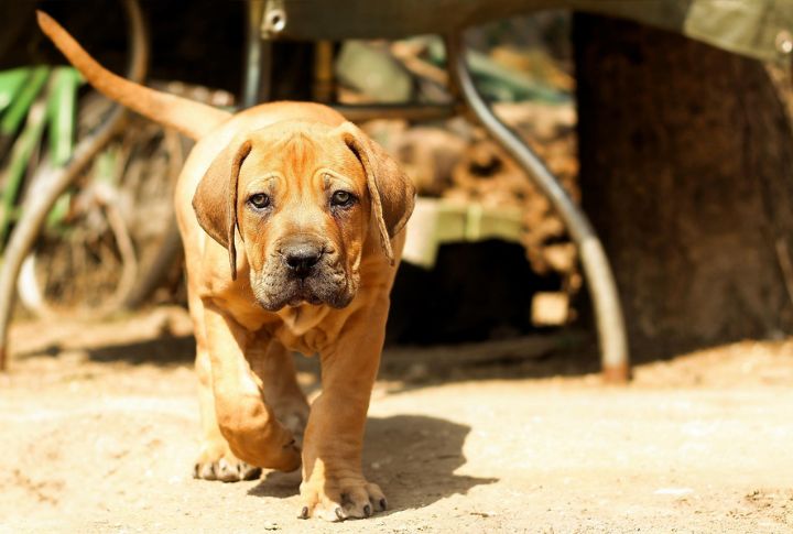 Boerboel