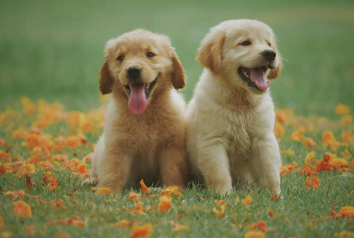 An Eternal Garden For Pets