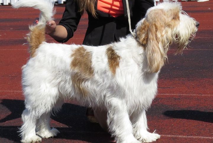 Grand Basset Griffon Vendéen (2018)