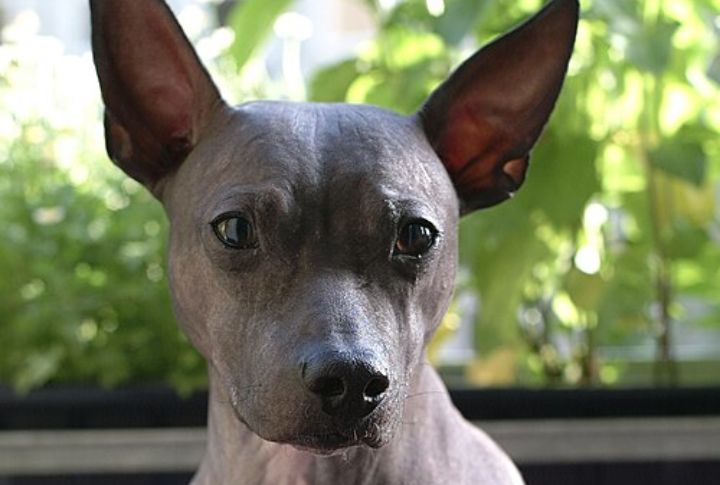 American Hairless Terrier