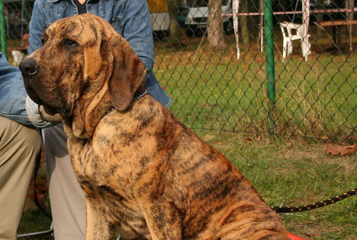 Fila Brasileiro