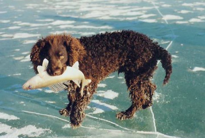 American Water Spaniel