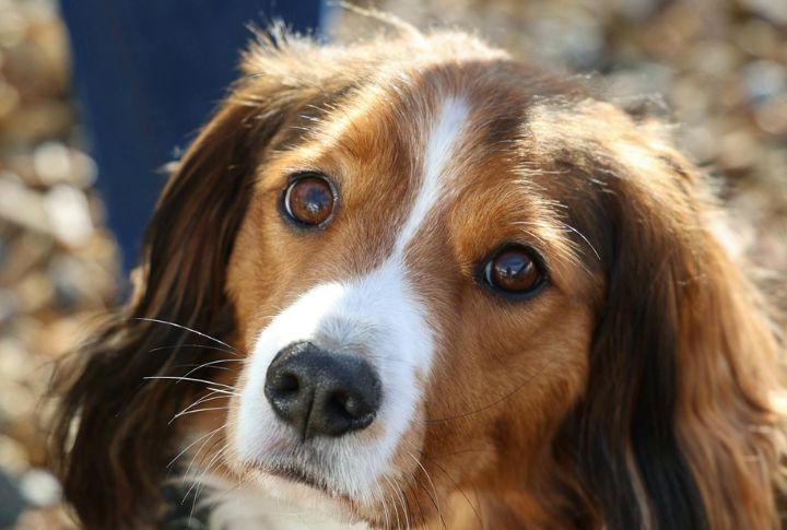Nederlandse Kooikerhondje (2018)