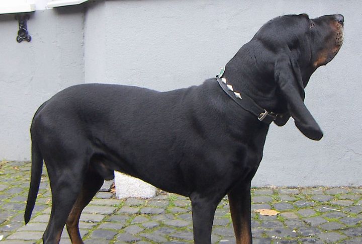Black And Tan Coonhound