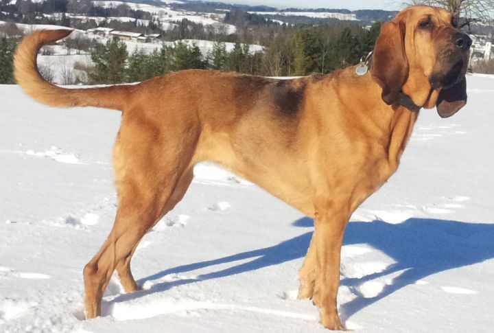 Bloodhound