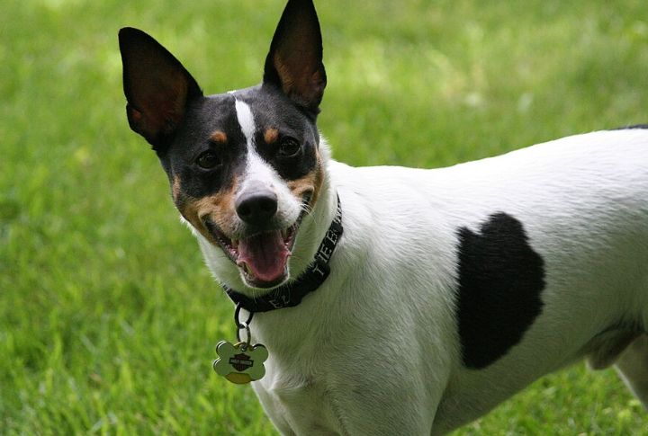 Rat Terrier