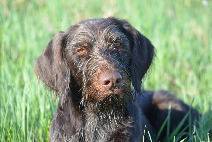 German Wirehaired Pointer