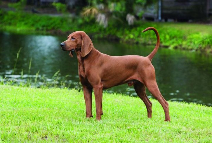 Redbone Coonhound