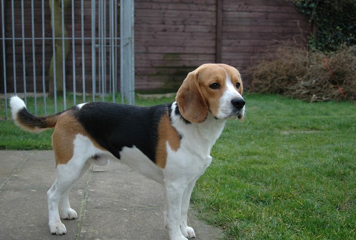 Beagle