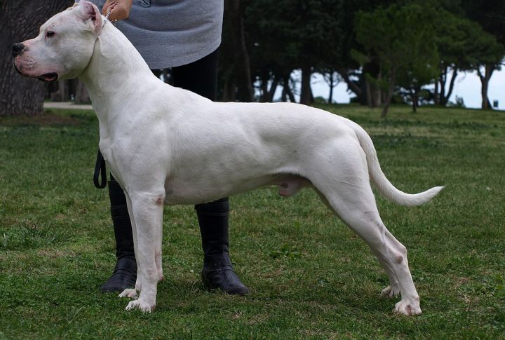 Dogo Argentino (2020)