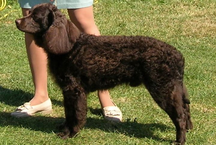 American Water Spaniel