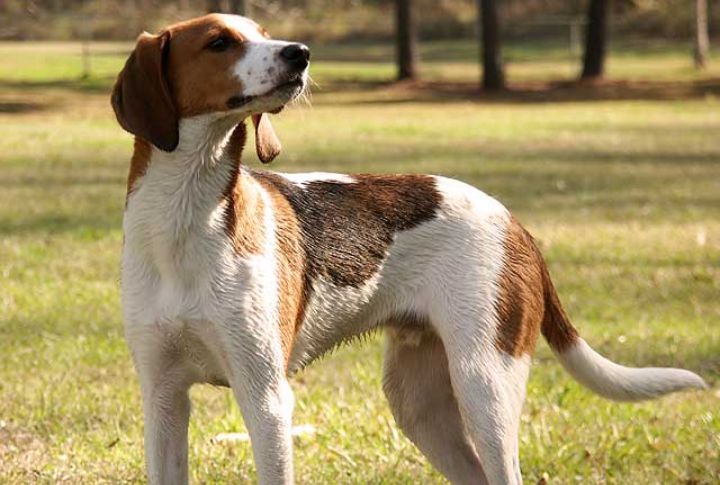 Treeing Walker Coonhound