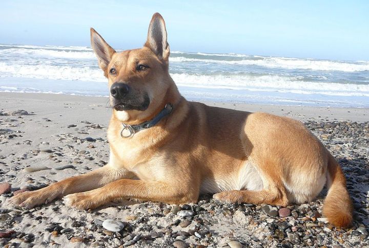 Carolina Dog