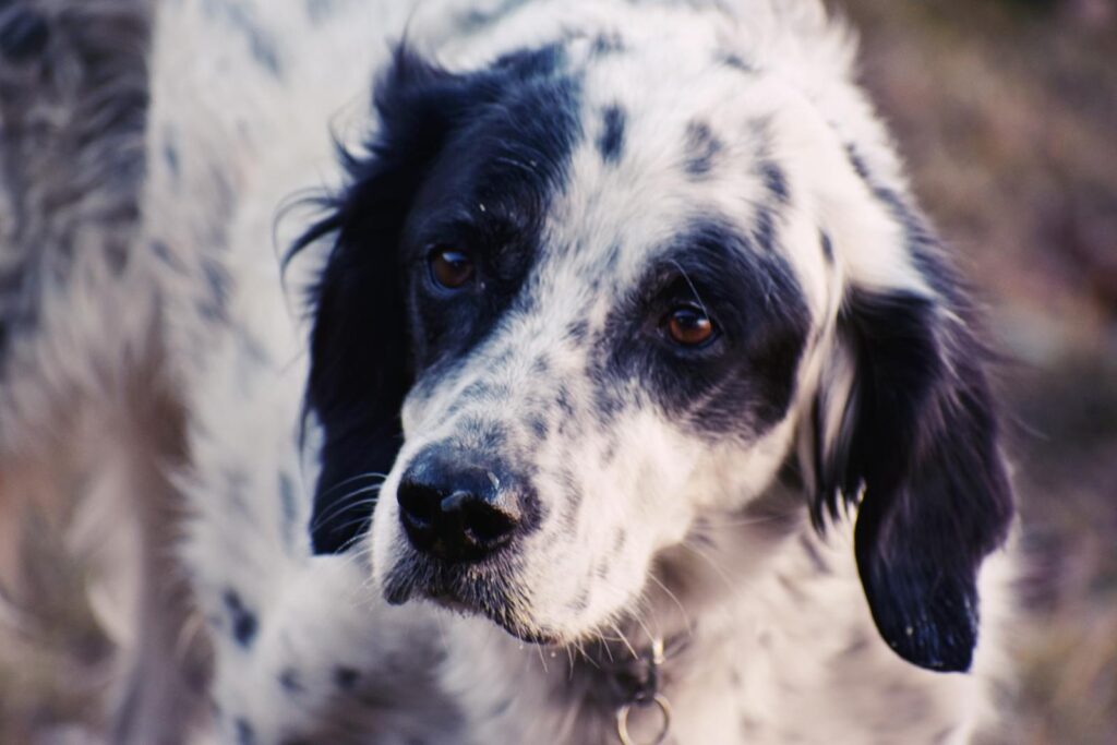 Close-up of a spotted English Setter dog with a thoughtful expression outdoors.