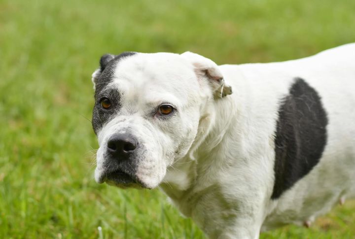 American Bulldog