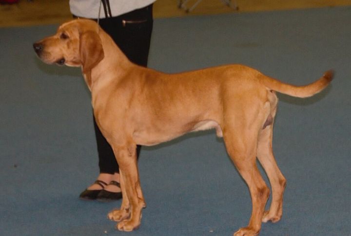 Plott Hound