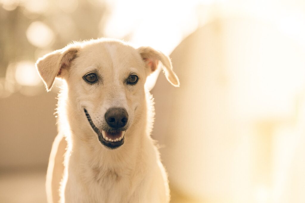 dog, pet, animal, nature, canine, white dog, mammal, portrait, dog portrait, domestic, domestic dog