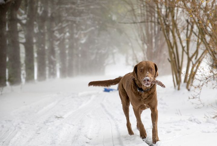 Chesapeake Bay Retriever