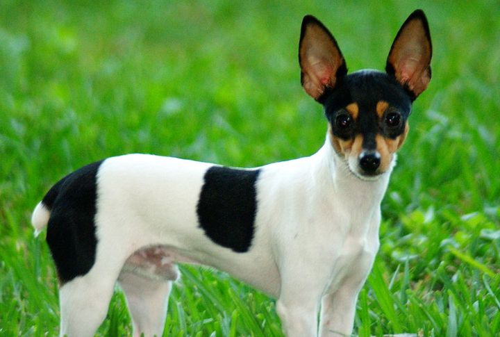 Toy Fox Terrier