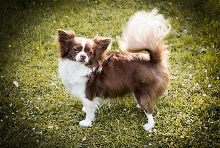 Chihuahua