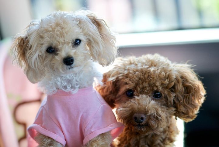 Toy Poodle