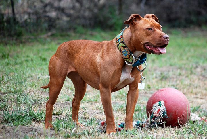 Pit Bull Terrier