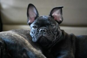 10 Things You Should Know About Long-Haired French Bulldogs - Dog Breed Pro