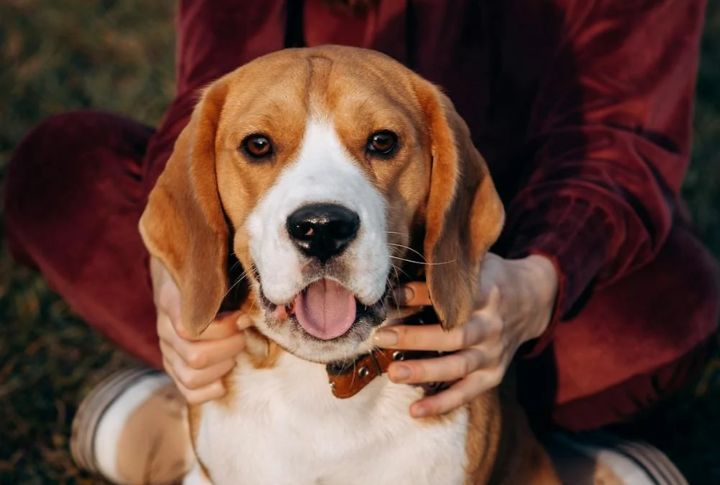 They Were Proud To Be Your Dog