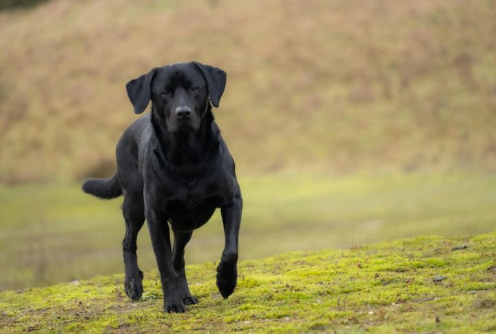Labrador Retriever