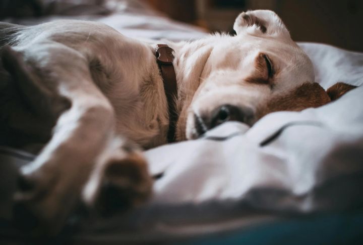 Parvovirus