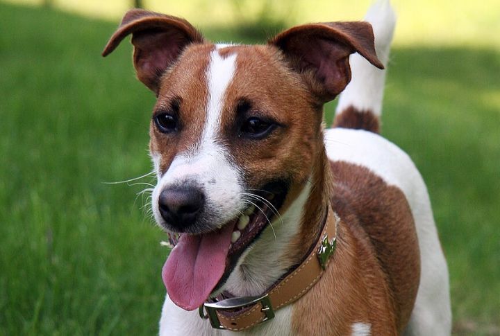 Jack Russell Terrier