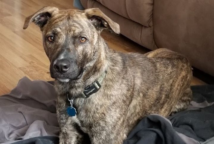 Mountain Cur