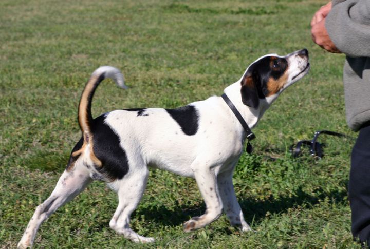 Danish-Swedish Farmdog (2025)