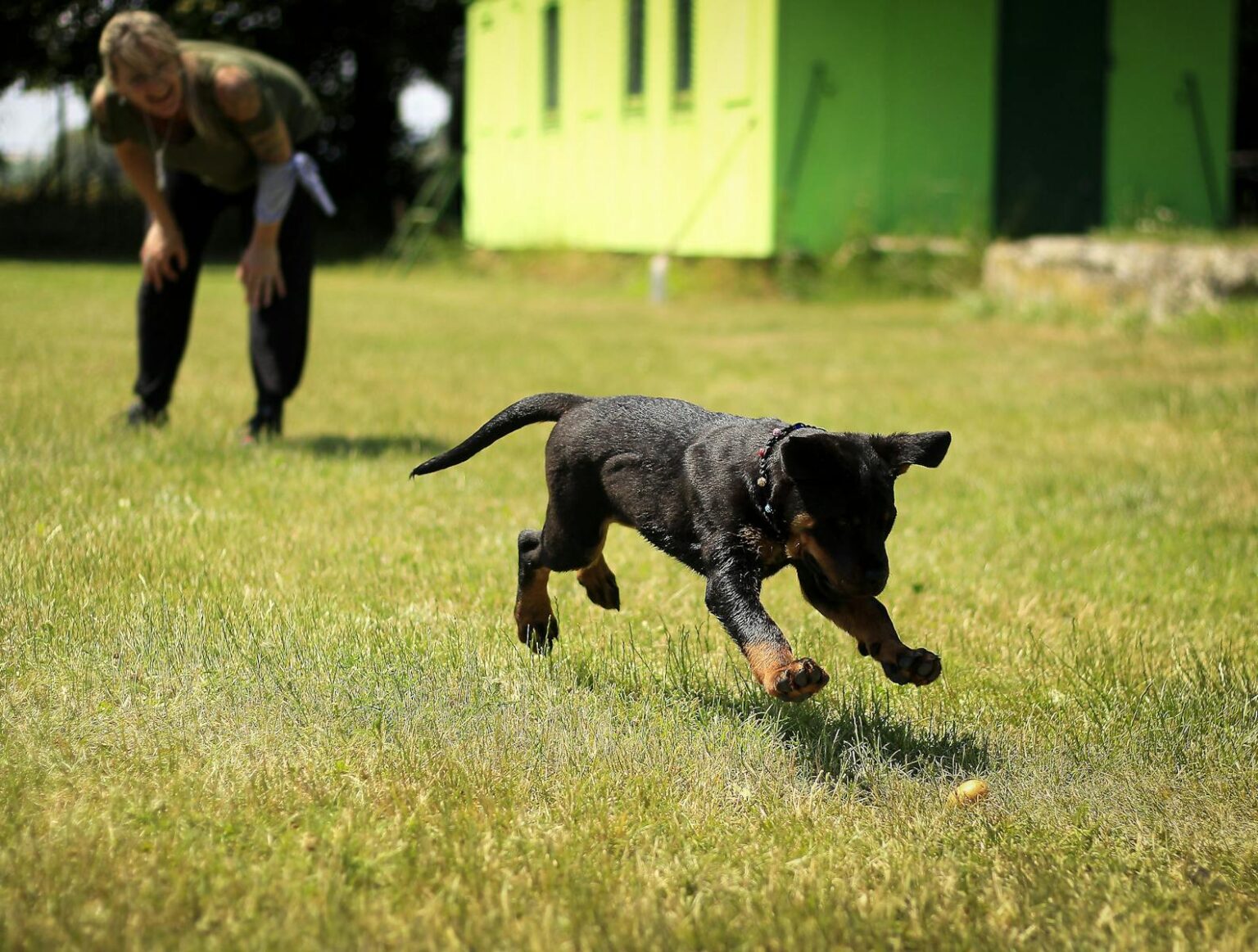 30 Dog Training Tips Every New Owner Should Know - Dog Breed Pro