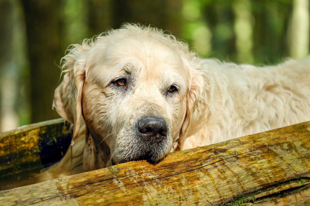 golden retriever, dog, retriever, male, old, purebred dog, relaxation, fur, animal, obedient, nature, canine, pet, domestic, domestic dog, mammal, dog portrait, portrait