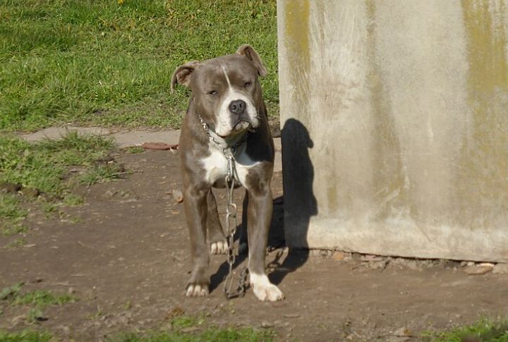 American Bulldog