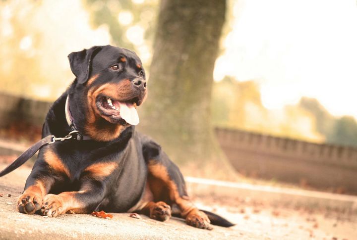 Rottweiler