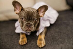 10 Things You Should Know About Long-Haired French Bulldogs - Dog Breed Pro