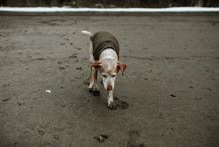 Maintain Mobility With Gentle Walks