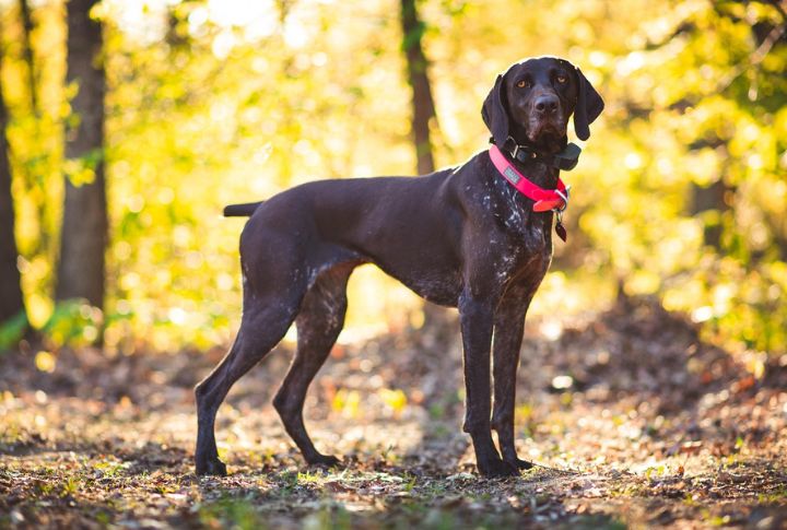 German Shorthaired Pointer (GSP)