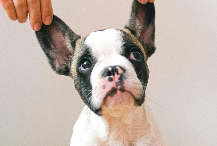 They Have Two Ear Styles
