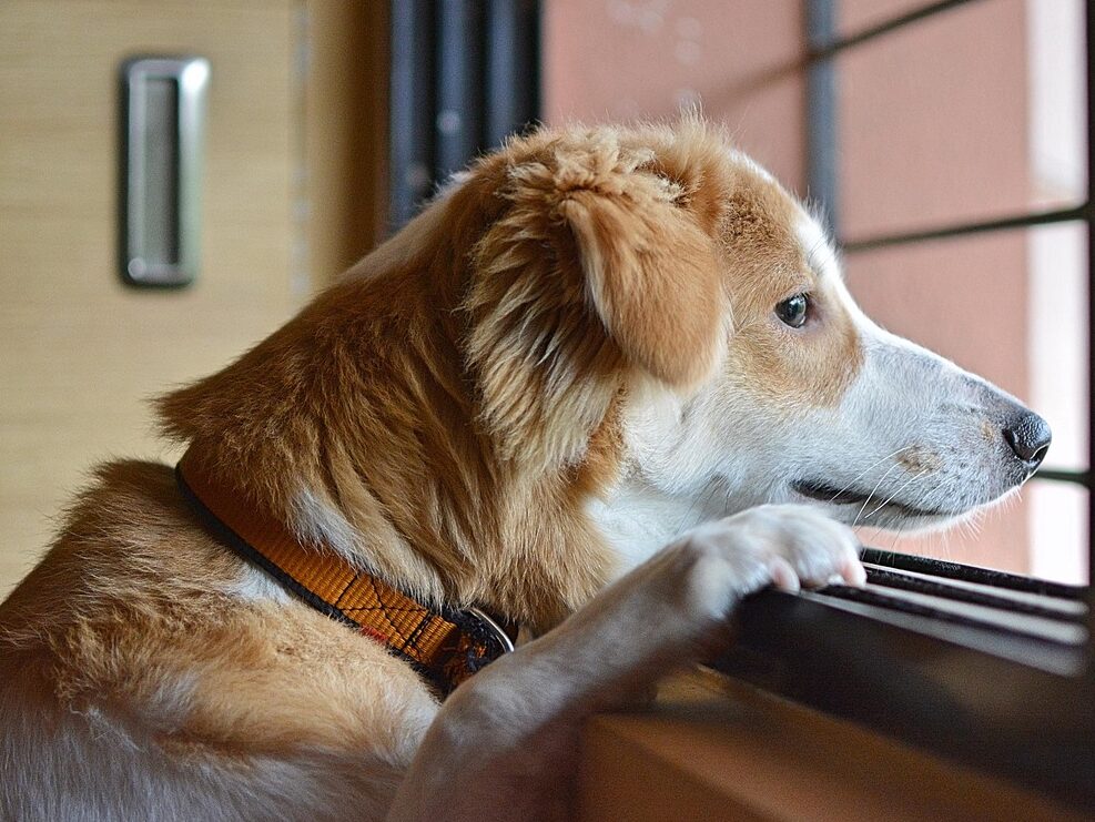 sad, nature, dog, animal, pet, brown, puppy, young, lonely, doggy, eyes, mammal, loneliness, sadness, waiting, alone, brown dog, brown alone, brown eye, brown puppy, brown pets, brown lonely