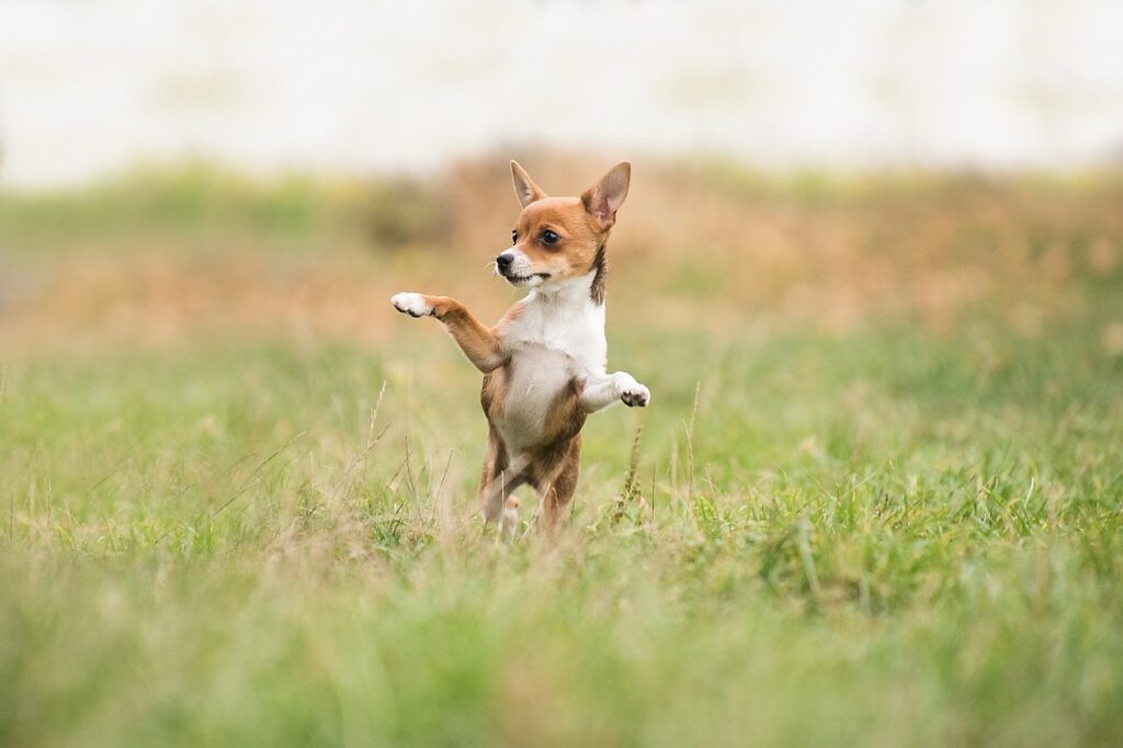 dog, pet, animal, domestic, canine, mammal, hybrid, meadow, grass, nature, to play, dog, dog, dog, dog, dog