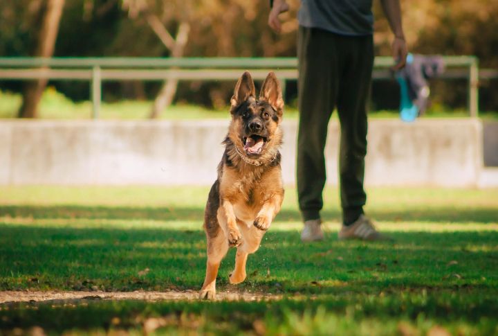 Boost Mental Stimulation With Scavenger Hunts